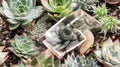 Terrarium of succulents and aloes on a white background with space for text.