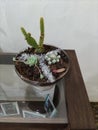 Terrarium - Suculenta and cacti