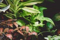 Terrarium Tropical forest close up raindrop on leaves