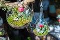 Terrariums inside clear glass jars. Royalty Free Stock Photo