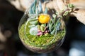 Terrariums inside clear glass jars. Royalty Free Stock Photo