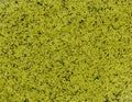 Terrazzo style golden stone texture for walls and floors.