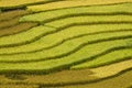 Terrced rice fields - gold terraced rice fields in