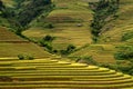 Terrced rice fields - gold terraced rice fields in