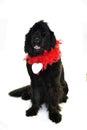Terre neuve newfounland dog love st valentin romantic