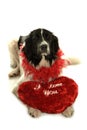 Terre neuve newfounland dog love st valentin romantic landseer