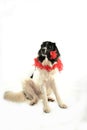 Terre neuve newfounland dog love st valentin romantic landseer