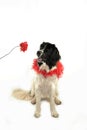 Terre neuve newfounland dog love st valentin romantic landseer