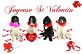 Terre neuve newfounland dog love st valentin romantic landseer