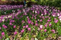 Pink tulips in Terrebonne