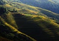 The Terrence farm in mountainius area,China