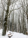 Terrenkur in the forest, Czech nature Royalty Free Stock Photo