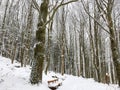 Terrenkur in the forest, Czech nature Royalty Free Stock Photo