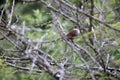 The terrestrial brownbul (Phyllastrephus terrestris intermedius) in South Africa