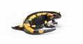 Fire newt or salamander Salamandra salamandra Royalty Free Stock Photo