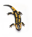 Fire newt or salamander Salamandra salamandra Royalty Free Stock Photo