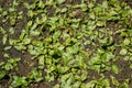 Terrestrial form of broad-leaved pondweed