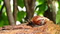 Terrestrial gastropods, broken land snail on green tree background