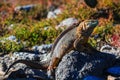 Terrestrial Iguana, full length profile view sunbathing, South P