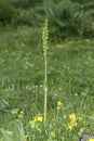 terrestrial orchid Pseudorchis albida Royalty Free Stock Photo