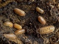 Terrestrial pill bugs, Armadillidium nasatum, peach colour phase Royalty Free Stock Photo