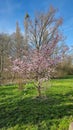 A pinkflowered tree stands amidst a grassy field under the sky Japanese cherry blossom Maschsee Hanover Royalty Free Stock Photo