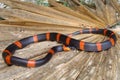 Terrestrial Snail Eating Snake Royalty Free Stock Photo