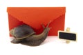 Terrestrial snail in front of red envelope