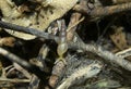 Terrestrial Snail or Mollusc Macro Shot