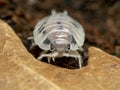 Terrestrial sow bug, Porcellio laevis, dairy cow colour phase Royalty Free Stock Photo