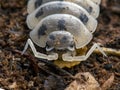 Terrestrial sow bug, Porcellio laevis, dairy cow colour phase Royalty Free Stock Photo