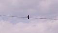 A terrible crow sits on the wire. Royalty Free Stock Photo