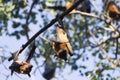 Terrible flying fox Royalty Free Stock Photo