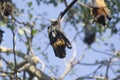 Terrible flying fox Royalty Free Stock Photo