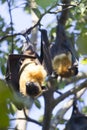 Terrible flying fox Royalty Free Stock Photo