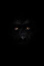 Terrible look anthropoid monkeys from the dark, orange eyes shine mysteriously and frighteningly, a symbol of fears, bigfoot and