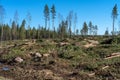 Terrible looking deforestation area with timber and branches on the ground Royalty Free Stock Photo