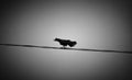 A terrible and old crow sits on a wire and croaks with its beak open. The gloomy situation is inspired by the sight of such a bird