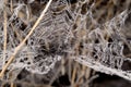 Terrible spider web in the barn Royalty Free Stock Photo