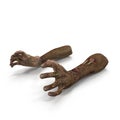 Terrible zombie hands, dirty hands of the mummy, on white. 3D illustration