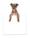 Terrier Crossbreed Holding Blank Sign Royalty Free Stock Photo