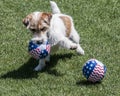 Terrier dog with balls Royalty Free Stock Photo