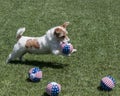 Terrier dog with balls Royalty Free Stock Photo