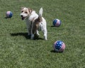 Terrier dog with balls Royalty Free Stock Photo