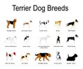 Terrier dog breeds collection poster vector illustration isolated on white background. Royalty Free Stock Photo