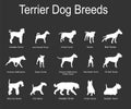 Terrier dog breeds collection vector silhouette illustration isolated on black. Royalty Free Stock Photo