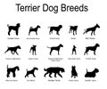 Terrier dog breeds collection vector silhouette illustration isolated on white background Royalty Free Stock Photo