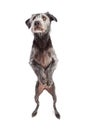 Terrier Dog Dancing on Hind Legs Royalty Free Stock Photo