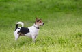 Terrier dog on green grass field Royalty Free Stock Photo