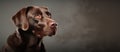 Terrier dog with liver coat sits by gray wall, gazing up with whiskers Royalty Free Stock Photo